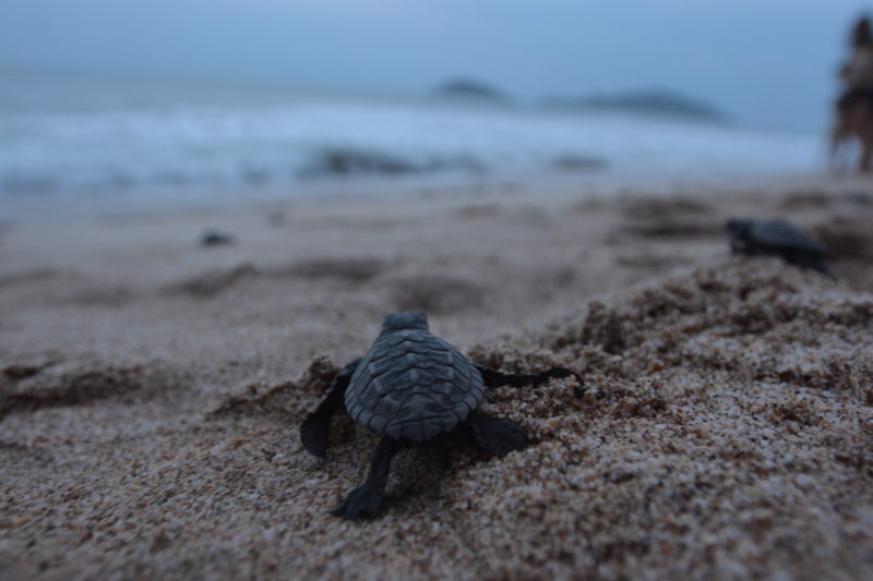 Acuario de Mazatlán: liberación de tortugas