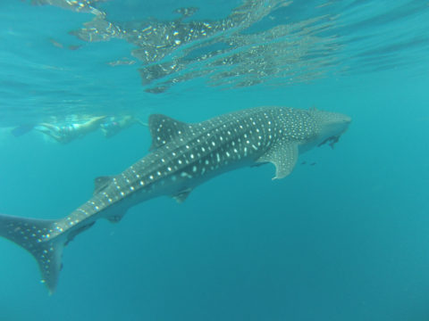 Avistamiento del Tiburón Ballena