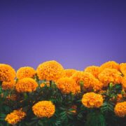 Cempasúchil: la flor de los muertos