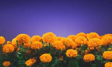 Cempasúchil: la flor de los muertos