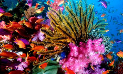 Arrecifes Corales residencias subacuáticas en Riviera Maya