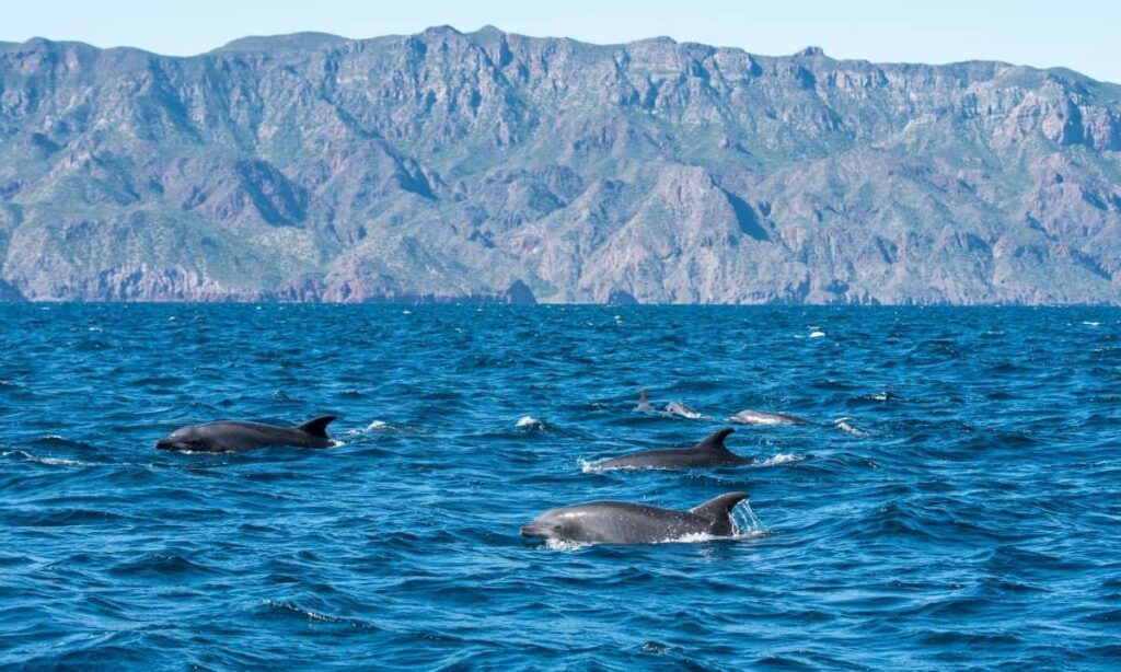 Loreto BCS, el corazón de la península. Mexico Real