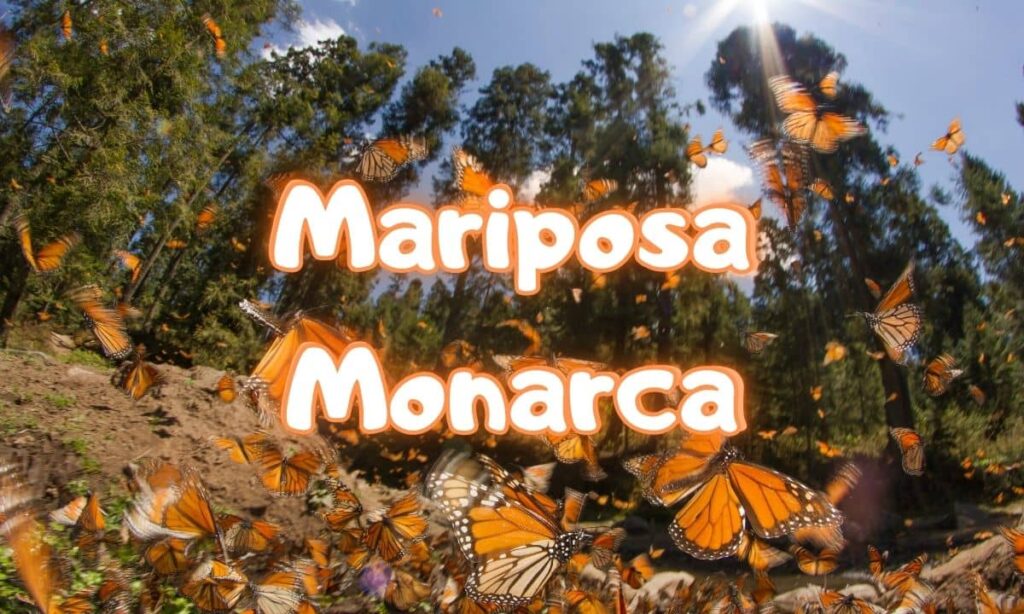 Reserva de la Mariposa Monarca: un santuario de vida en México