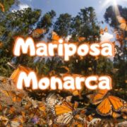 Reserva de la Mariposa Monarca: un santuario de vida en México