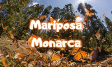 Reserva de la Mariposa Monarca: un santuario de vida en México