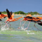 El estado de Yucatán: donde la naturaleza se cuida