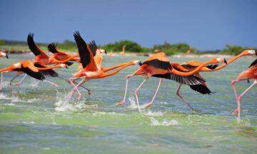 El estado de Yucatán: donde la naturaleza se cuida